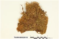 藏品(錦苔科)的圖片